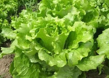 新鮮蔬菜配送:生菜