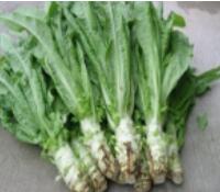 萵筍